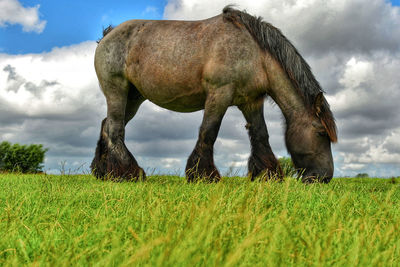 Horse grazing in field