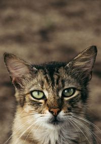 Close-up portrait of cat