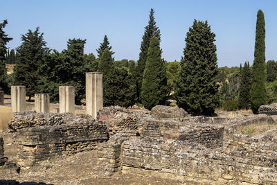 Plants in a temple