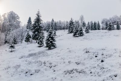 Trees on snow covered landscape