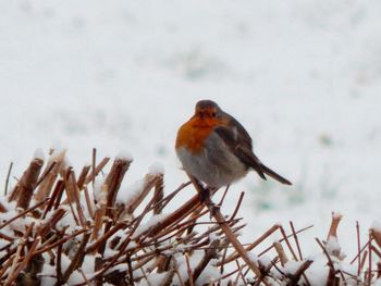 Close-up of bird perching on snow