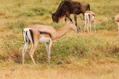 Impala antelope grazing on field