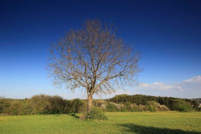 Tree on field against blue sky