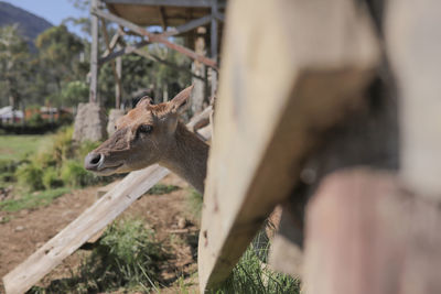 Deer looking away