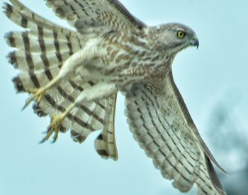 Low angle view of eagle flying against sky