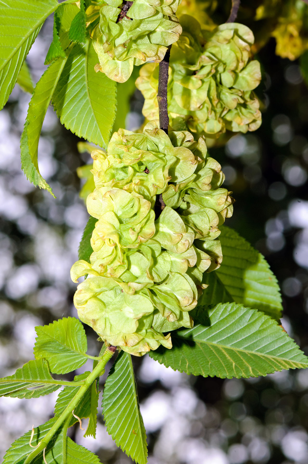 Ulmus laevis