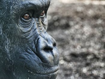 Close-up of gorilla looking away on field