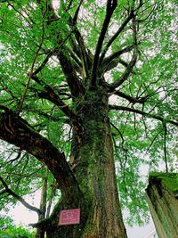 Low angle view of tree trunk in forest