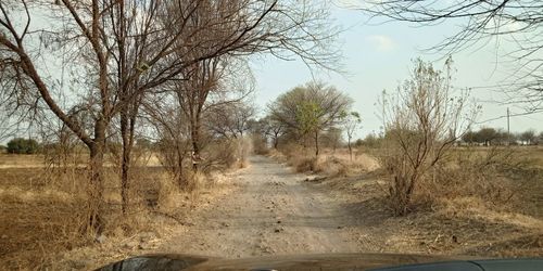 Dirt road amidst trees against sky