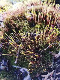 Close-up of plants