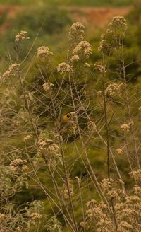 Close-up of bird perching on a field