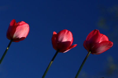 Close-up of red flowering plants against blue sky