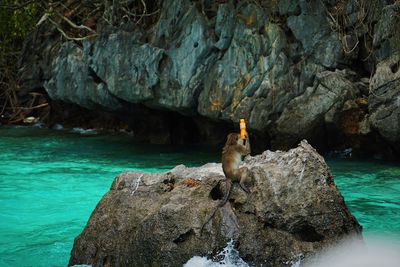 View of monkey catching the orange juice bottle on the rock by sea
