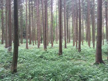 Trees in forest