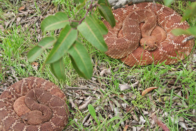 High angle view of mushroom growing on field