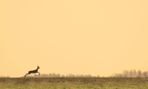 Deer on a field