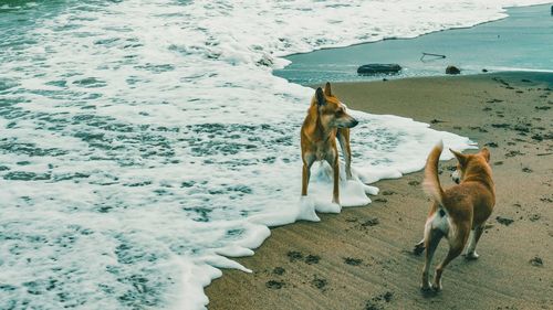 View of dog on beach