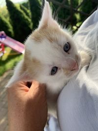 Close-up of hand holding cat