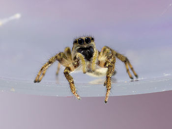 Close-up of spider