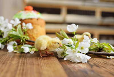 Little cute chickens on a wooden table against the background of easter cake and a flowering branch.