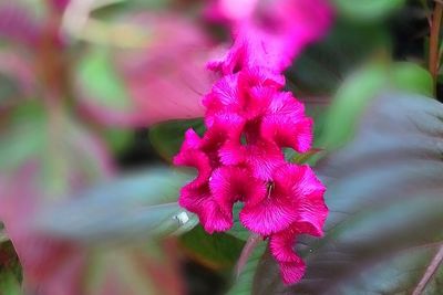 Close-up of flower against blurred background