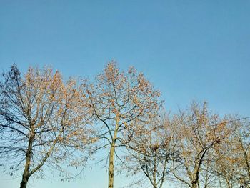 Low angle view of tree against blue sky