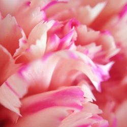 Close-up of pink flower