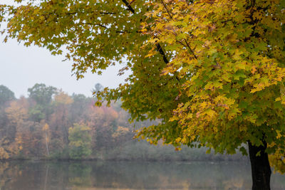 Autumn tree by lake against sky