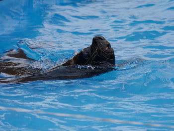 Close-up of turtle swimming in sea