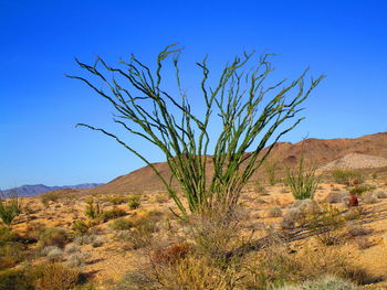 Plants growing on land against clear blue sky