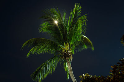 Low angle view of palm tree against sky at night