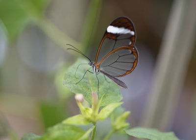 Close-up of butterfly on plant