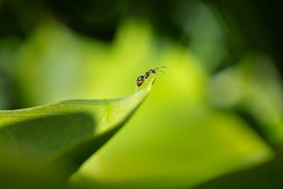 Close-up of insect on leaf