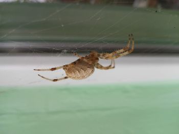 Close-up of spider