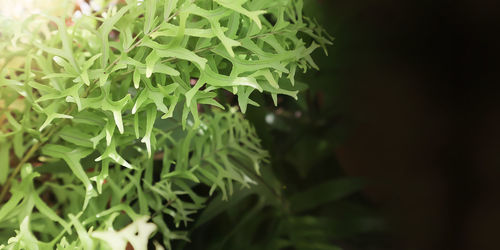 Close-up of green leaves