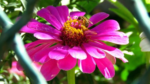 Close-up of pink flower