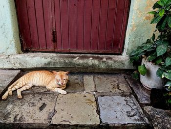 Cat relaxing on closed door
