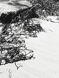 Tree on beach