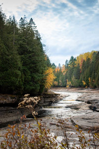 River flowing amidst trees in forest against sky during autumn