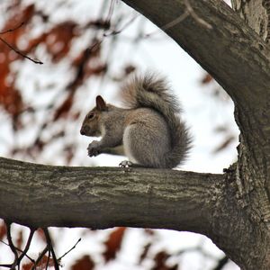 Squirrel on tree trunk