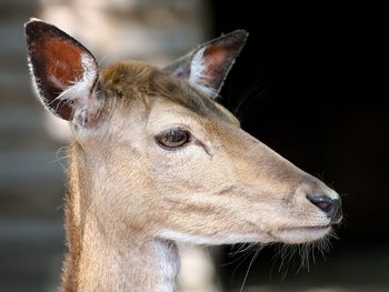 Close-up of deer