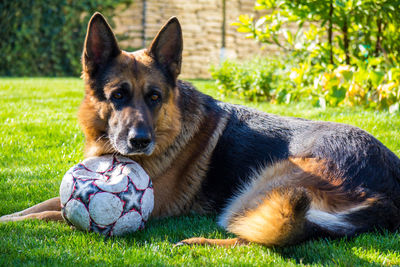 Close-up of dog