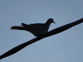 Low angle view of birds perched against clear blue sky