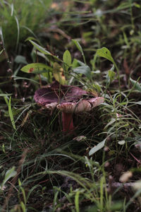 Close-up of a reptile on a field