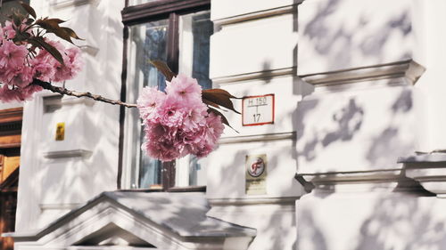 Close-up of pink flowering plant against house