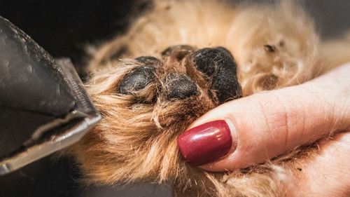 Cropped hand of woman with dog