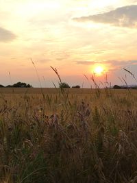 Close-up of wheat field against sky during sunset