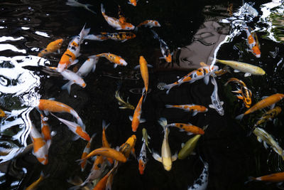 High angle view of koi carps swimming in pond