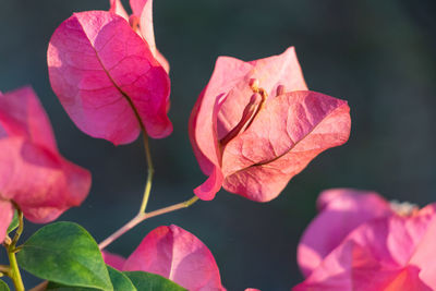 Close-up of pink rose plant