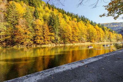 Scenic view of lake in forest